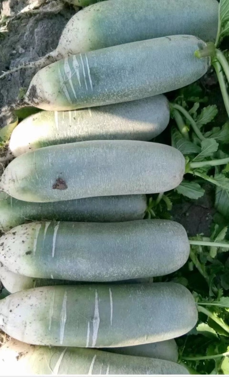 精品水果萝卜