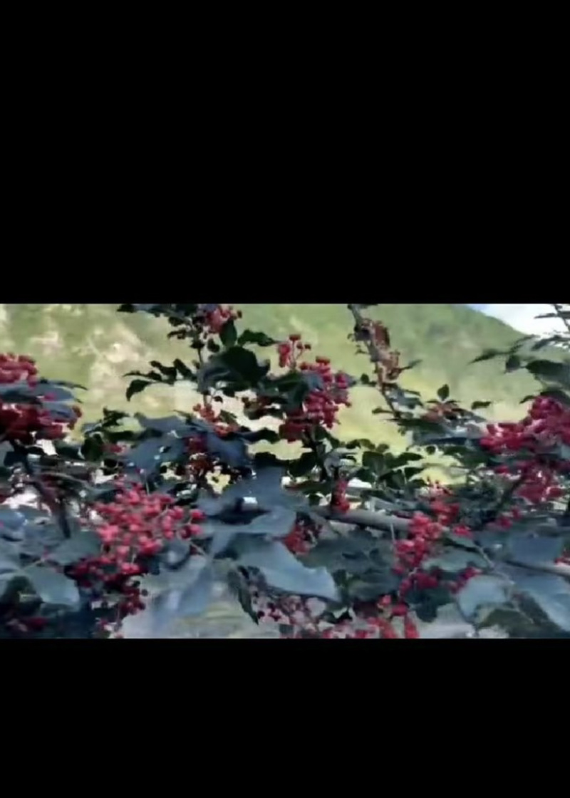 花椒