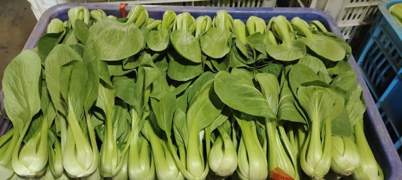 蔬菜，叶菜类油菜，上海青，以诚信做人，质量好。