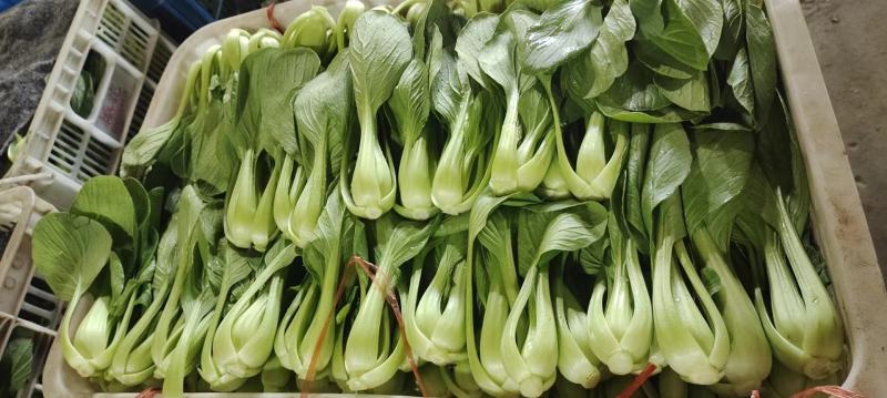 蔬菜，叶菜类油菜，上海青，以诚信做人，质量好。