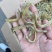 现加工精品凤尾鱼，干度好盐分低颜色漂亮，一手货源