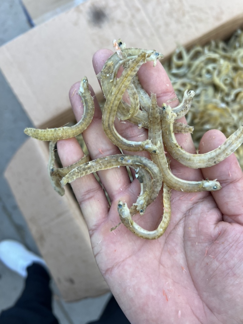 现加工精品凤尾鱼，干度好盐分低颜色漂亮，一手货源