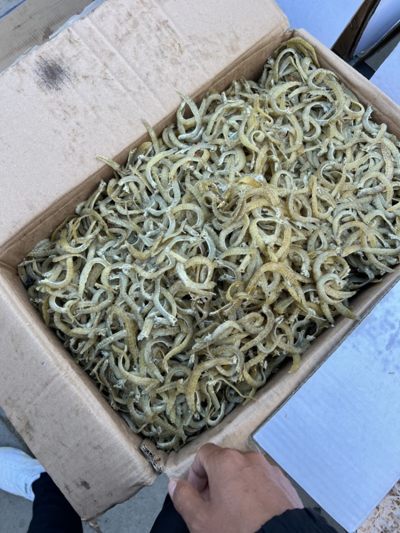 现加工精品凤尾鱼，干度好盐分低颜色漂亮，一手货源