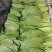 蔬菜，叶菜类油菜，上海青，以诚信做人，质量好。