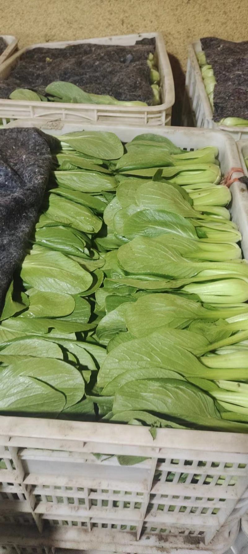 蔬菜，叶菜类油菜，上海青，以诚信做人，质量好。