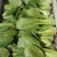 蔬菜，叶菜类油菜，上海青，以诚信做人，质量好。
