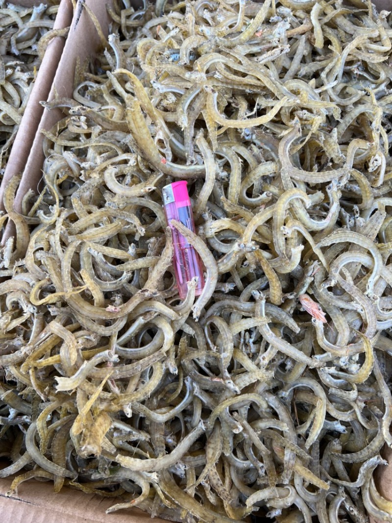 现加工精品凤尾鱼，干度好盐分低颜色漂亮，一手货源