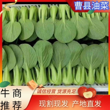 曹县精品小油菜上海青小青菜超市电商食品长专用