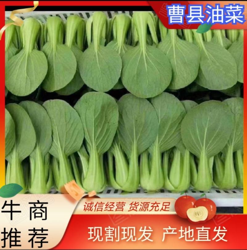 曹县精品小油菜上海青小青菜超市电商食品长专用