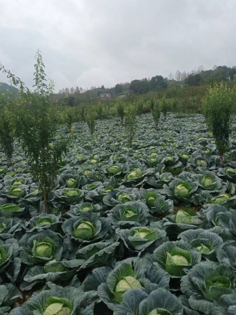 莲花白持续走货中，货源充足，期待全国各地老板来电！