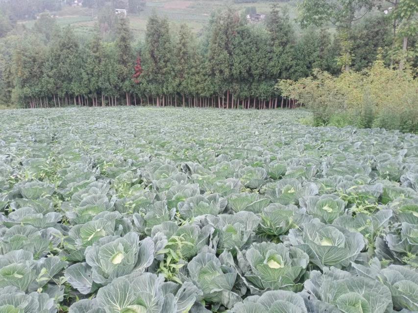 白莲种植基地实景图