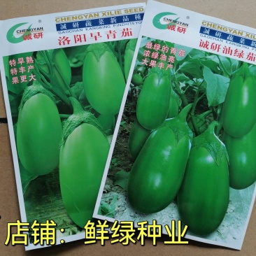洛阳早青茄：色油绿质细嫩，籽少品质优保护地露地均可