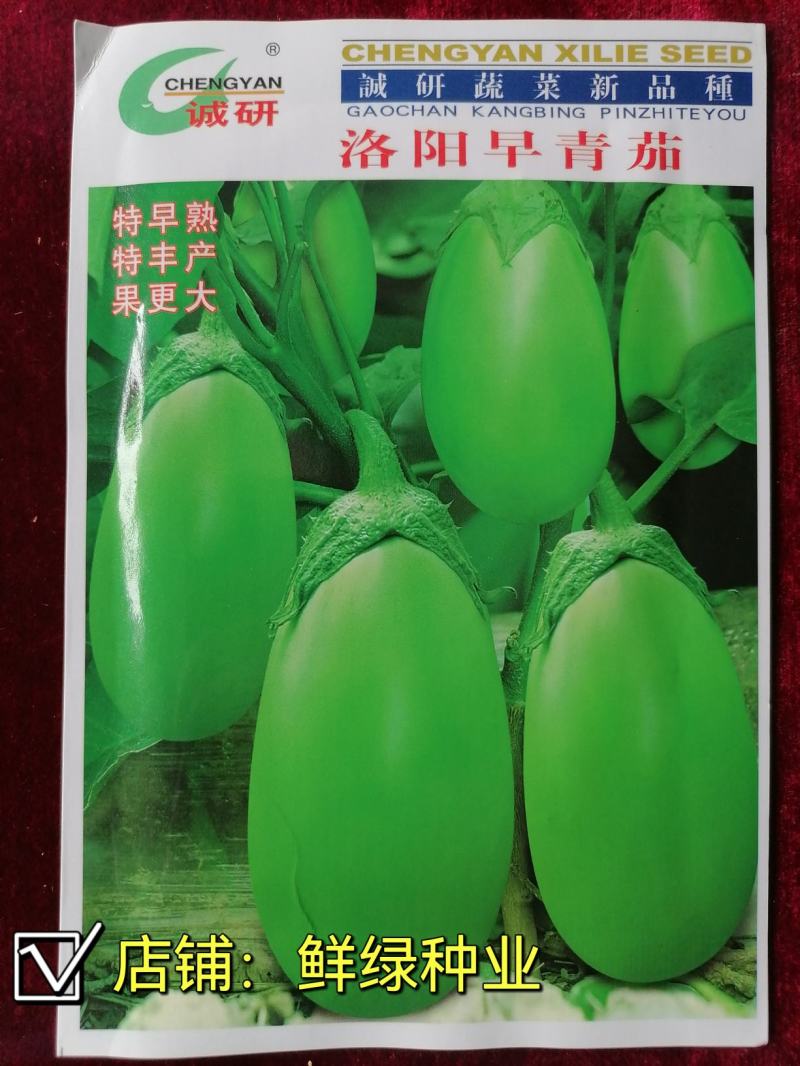 洛阳早青茄：色油绿质细嫩，籽少品质优保护地露地均可