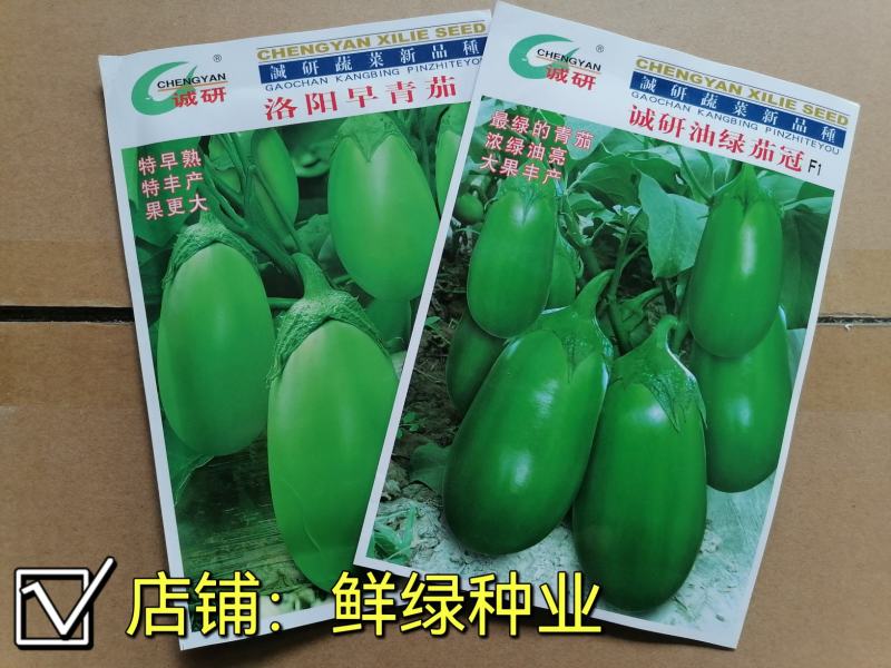 洛阳早青茄：色油绿质细嫩，籽少品质优保护地露地均可