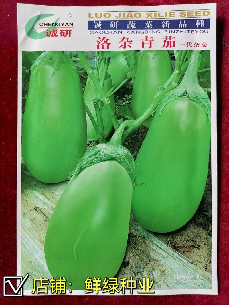 洛阳早青茄：色油绿质细嫩，籽少品质优保护地露地均可