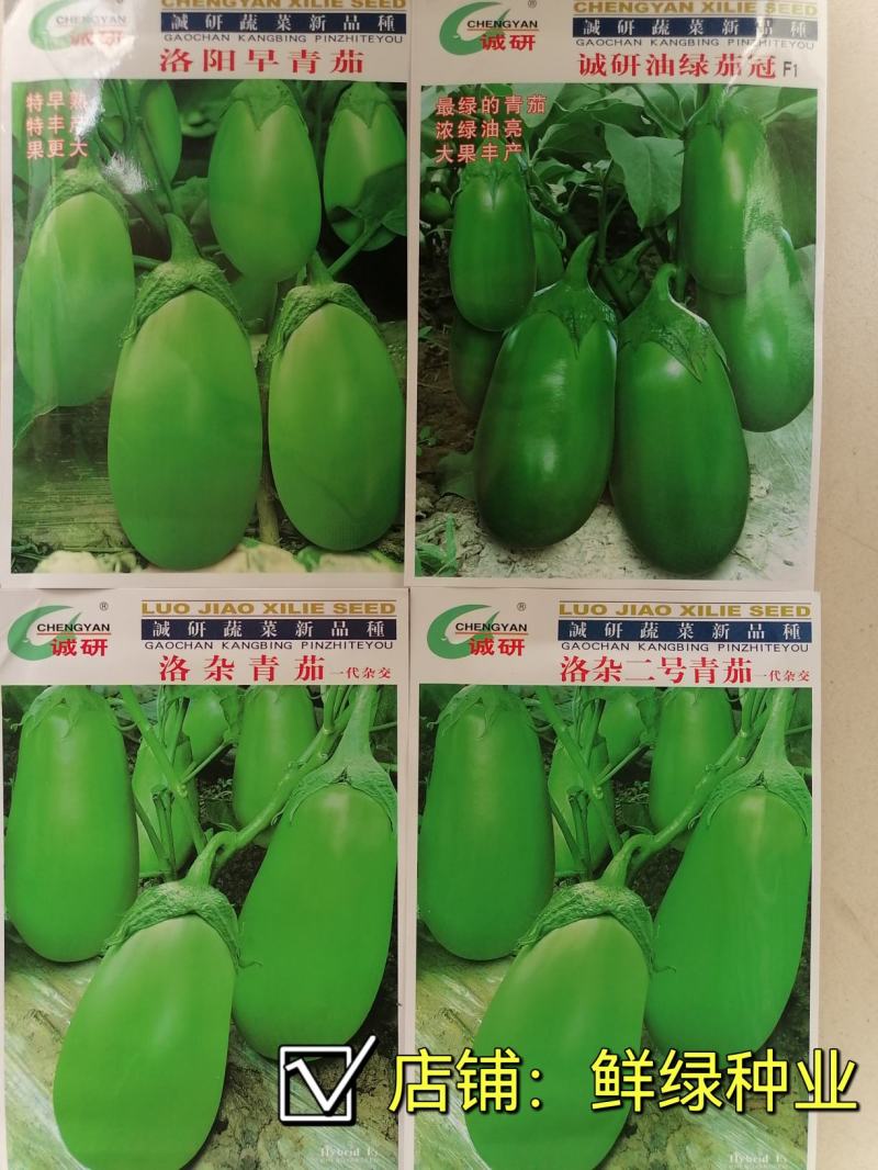 洛阳早青茄：色油绿质细嫩，籽少品质优保护地露地均可