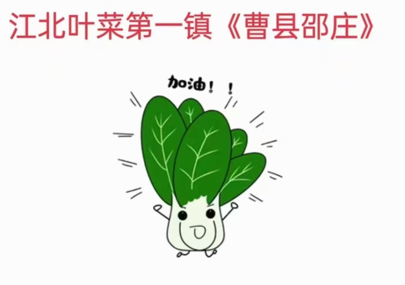 曹县精品小油菜上海青小青菜超市电商食品长专用