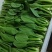 曹县精品小油菜上海青小青菜超市电商食品长专用