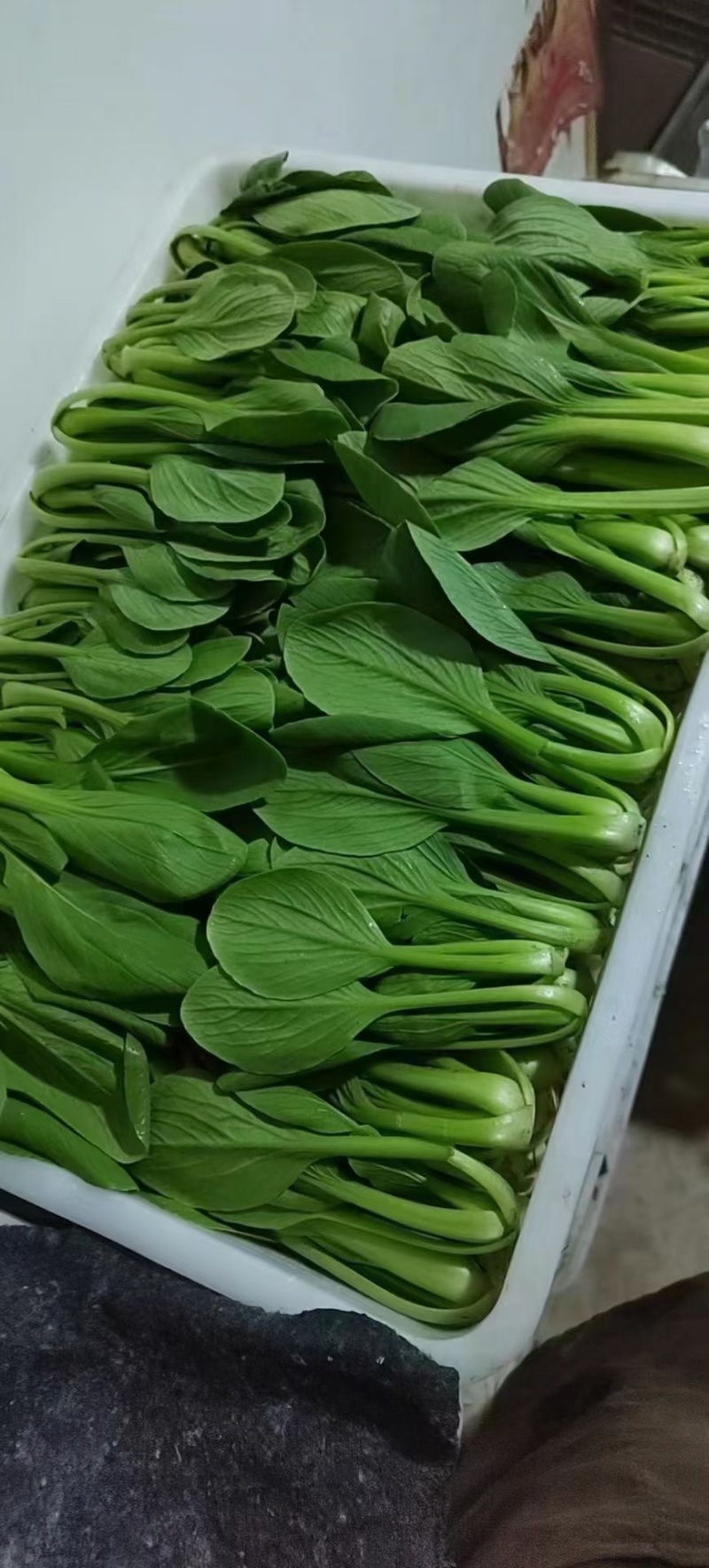 曹县精品小油菜上海青小青菜超市电商食品长专用
