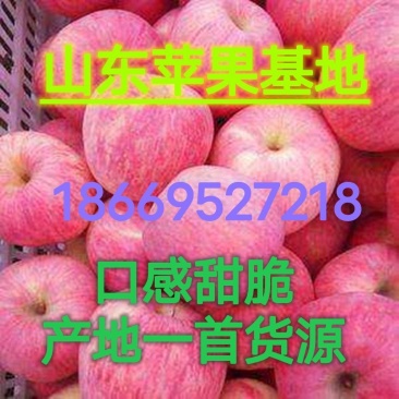 山东苹果苹果80以上，个头大，条纹片红都有口感甜脆。