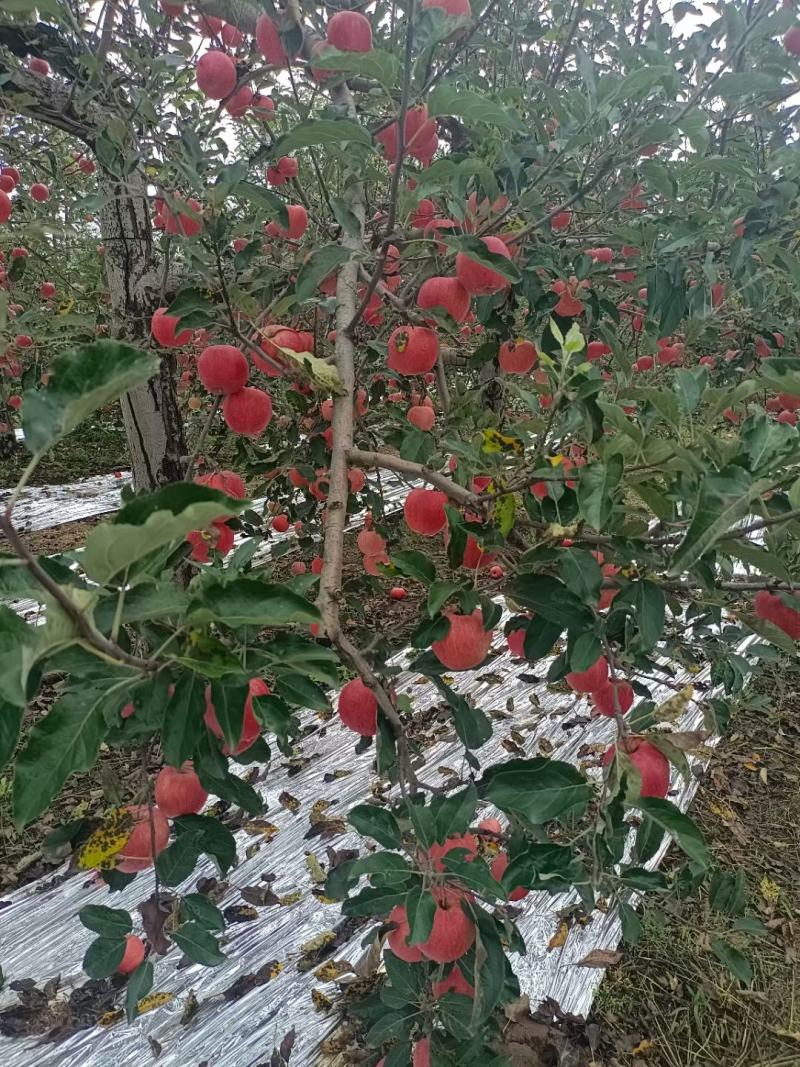 高山苹果