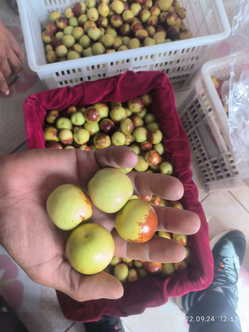 山东特产沾化冬枣，大量现货，需要的老板抓紧时间采购
