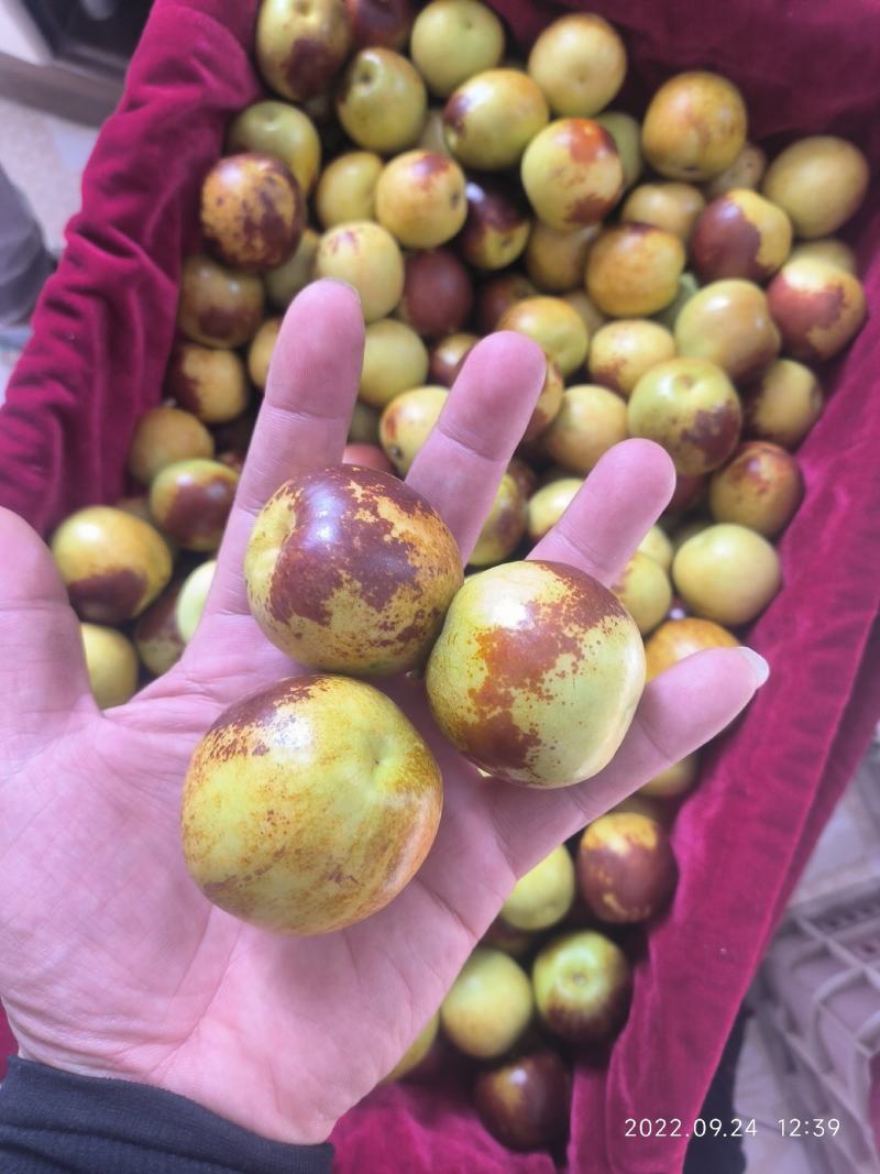 山东特产沾化冬枣，大量现货，需要的老板抓紧时间采购