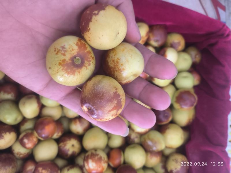 山东特产沾化冬枣，大量现货，需要的老板抓紧时间采购