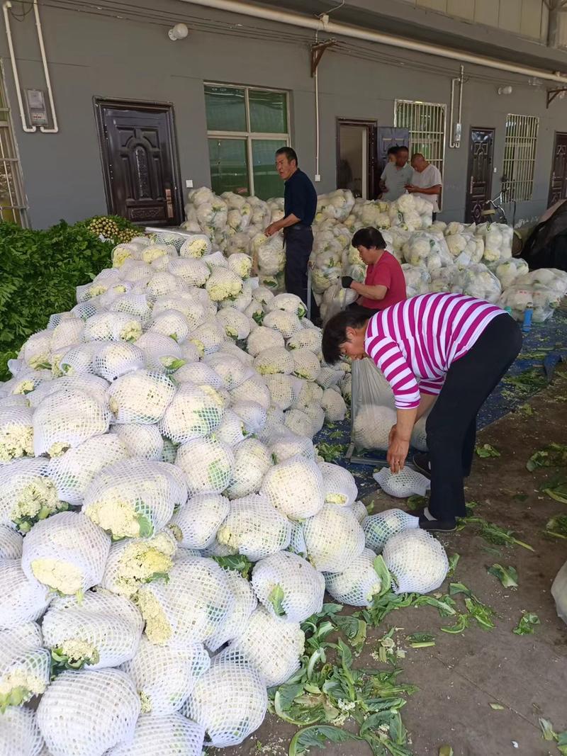 【诚信商家】散花菜万亩花菜基地品质保证全国发货