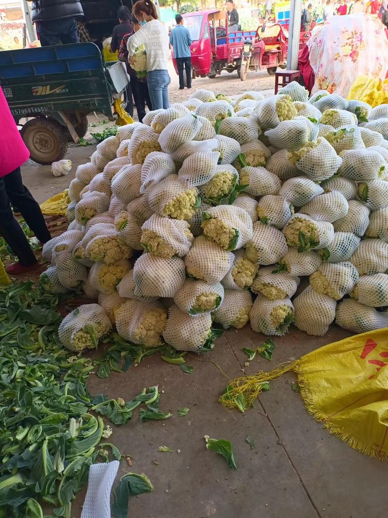 【诚信商家】散花菜万亩花菜基地品质保证全国发货