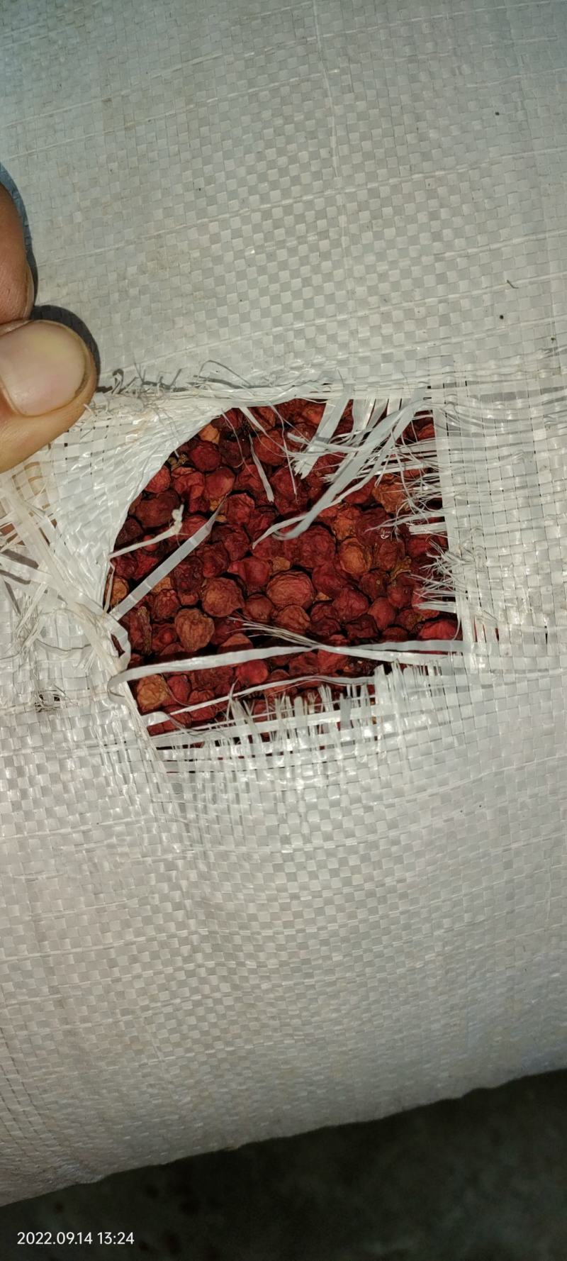 北五味子干品