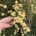 黄木香花大苗爬藤植物浓香四季红木香蔷薇花苗庭院白木香