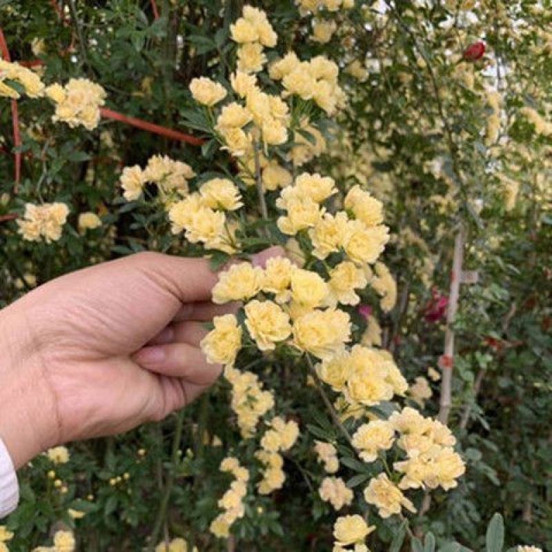 黄木香花大苗爬藤植物浓香四季红木香蔷薇花苗庭院白木香