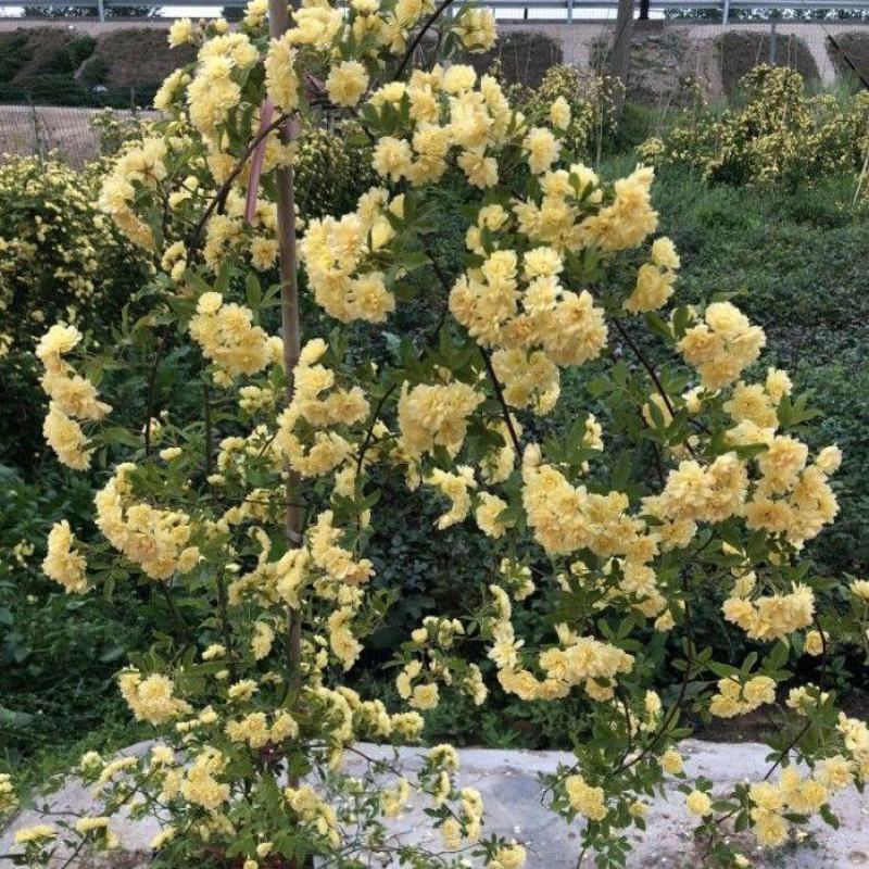 黄木香花大苗爬藤植物浓香四季红木香蔷薇花苗庭院白木香