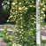 黄木香花大苗爬藤植物浓香四季红木香蔷薇花苗庭院白木香