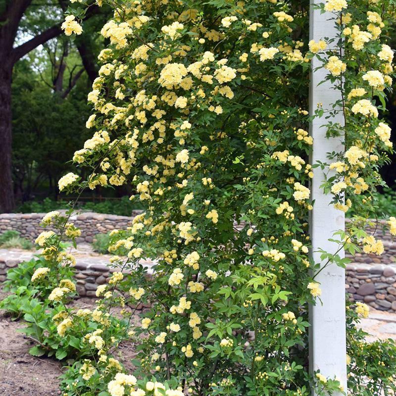 黄木香花大苗爬藤植物浓香四季红木香蔷薇花苗庭院白木香