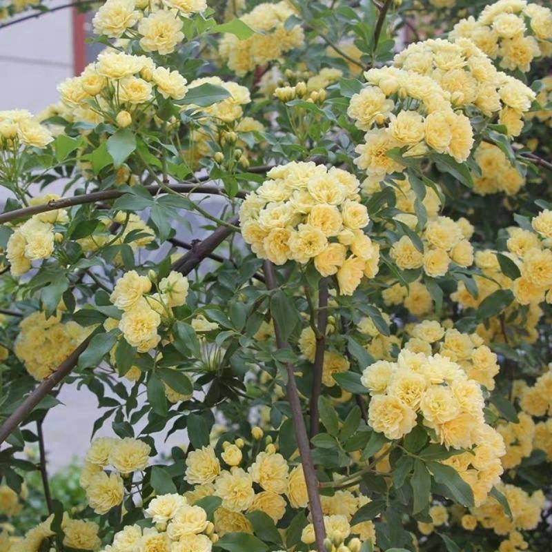 黄木香花大苗爬藤植物浓香四季红木香蔷薇花苗庭院白木香