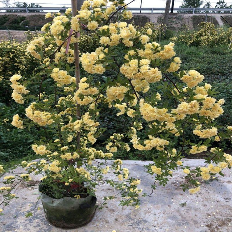黄木香花大苗爬藤植物浓香四季红木香蔷薇花苗庭院白木香
