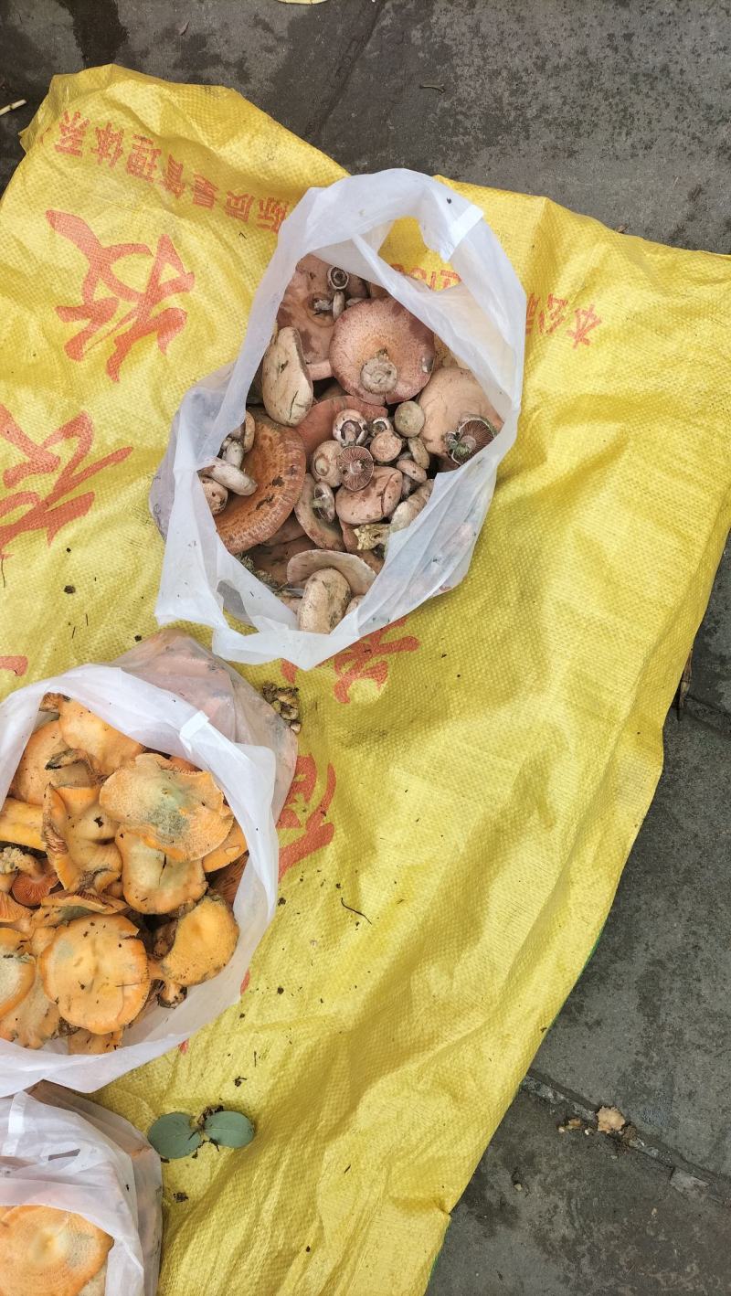 四川野生松树菌枞树菌九月香产地直发