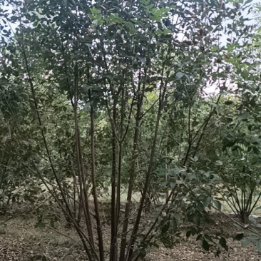 丛生白腊绿化工程苗白蜡树产地一手好货价格美欢迎咨询