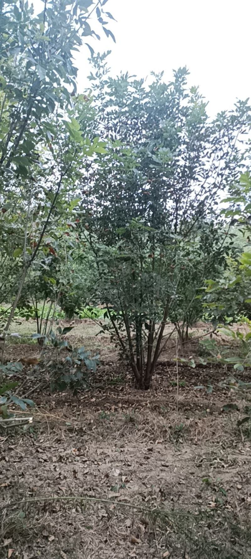 丛生白腊绿化工程苗白蜡树产地一手好货价格美欢迎咨询