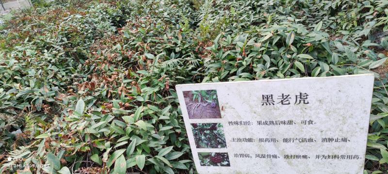 黑老虎苗