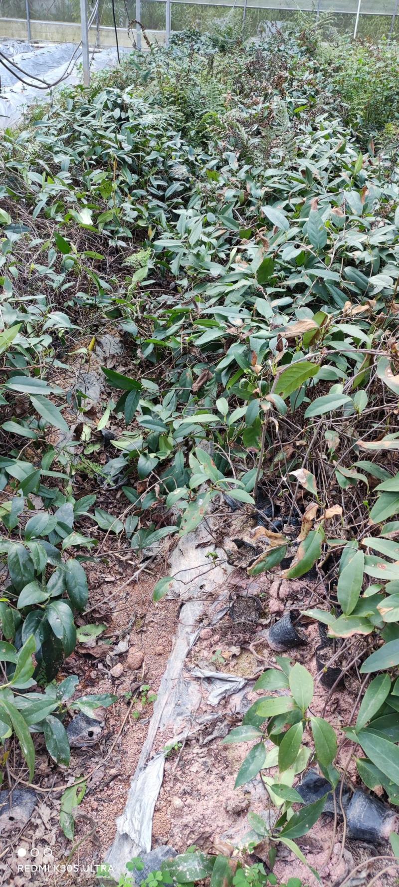 黑老虎苗