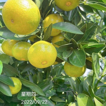 新余蜜桔（抢先上市）甜蜜蜜的货。实力代办诚信为本！