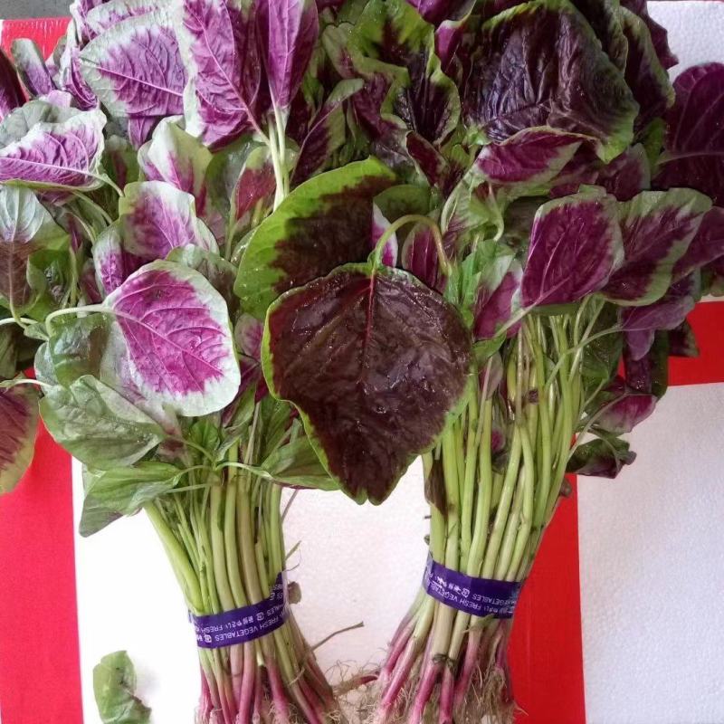 大型基地种植，支持各种规格包装，物流方便