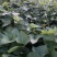 自己种植红薯紫薯头茬春薯采收中