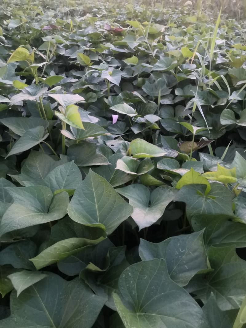 自己种植红薯紫薯头茬春薯采收中
