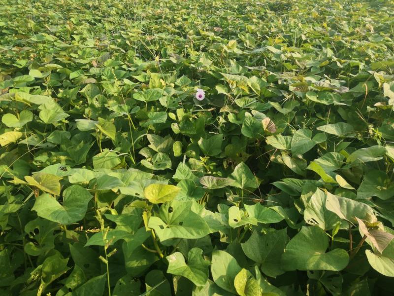 自己种植红薯紫薯头茬春薯采收中