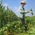 自己种植红薯紫薯头茬春薯采收中