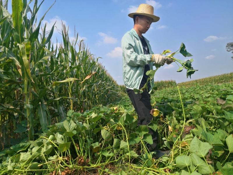 自己种植红薯紫薯头茬春薯采收中